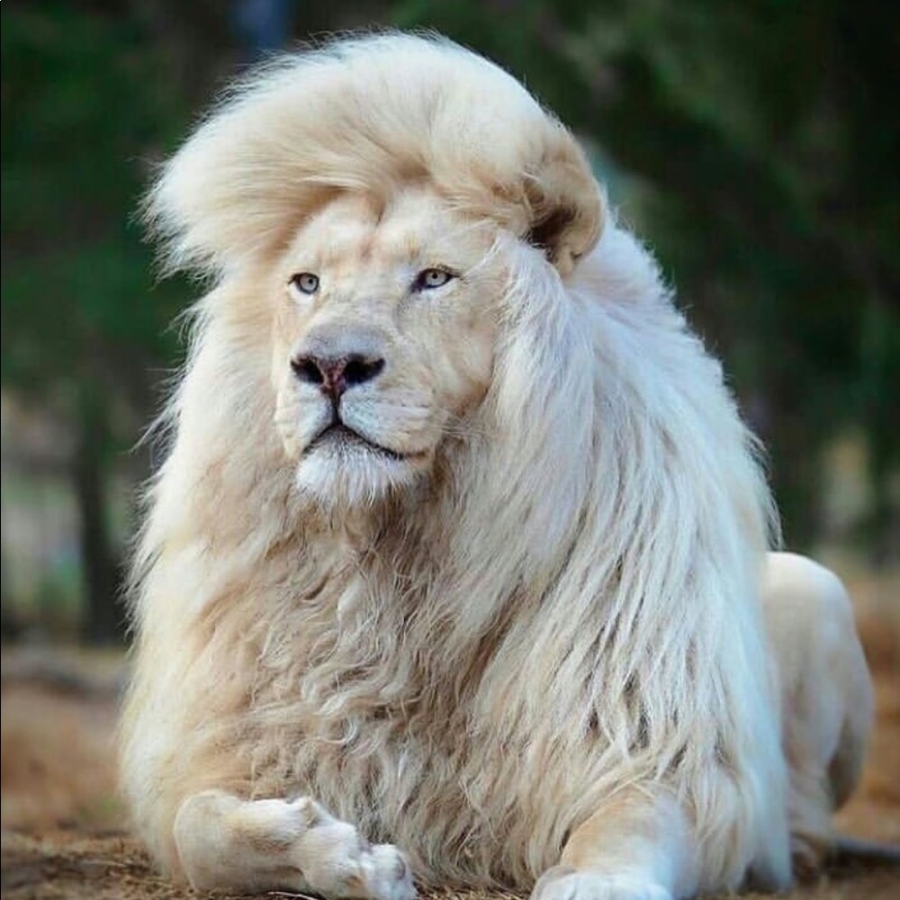 Meet your Posher, Sofia